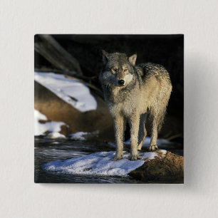 North America, USA, Minnesota. Wolf (Canis 15 Cm Square Badge