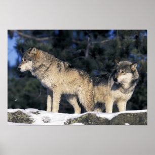 North America, USA, Minnesota. Wolf Canis 2 Poster