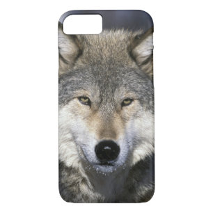 North America, USA, Minnesota. Wolf Canis Case-Mate iPhone Case