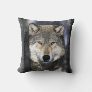 North America, USA, Minnesota. Wolf Canis Cushion