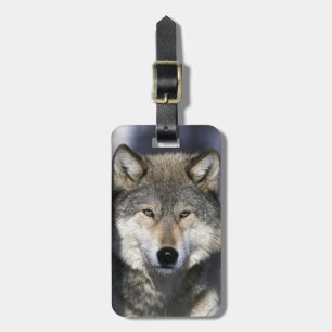 North America, USA, Minnesota. Wolf Canis Luggage Tag