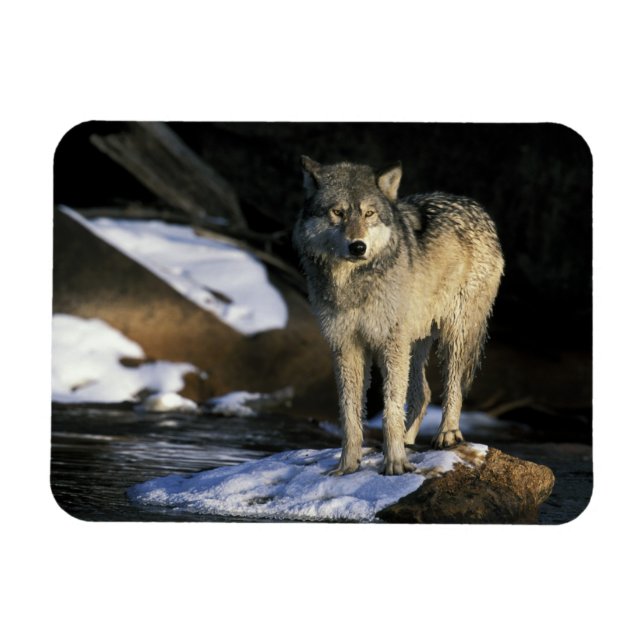 North America, USA, Minnesota. Wolf (Canis Magnet (Horizontal)
