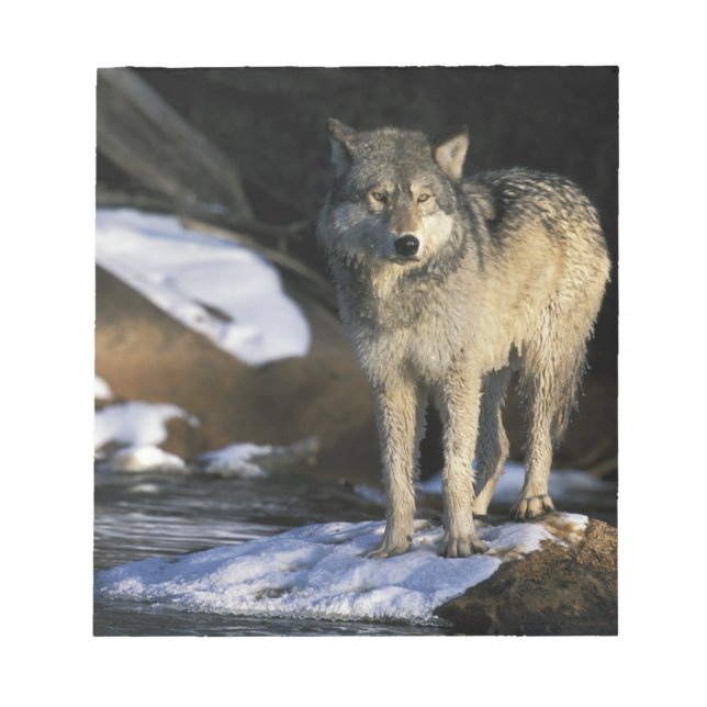 North America, USA, Minnesota. Wolf (Canis Notepad (Front)