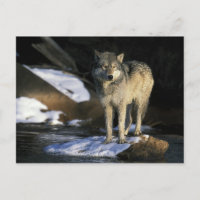 North America, USA, Minnesota. Wolf (Canis