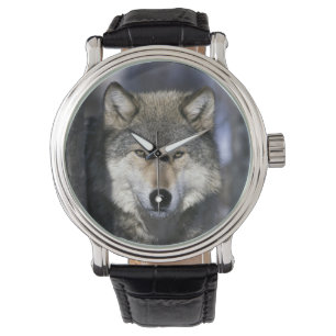 North America, USA, Minnesota. Wolf Canis Watch