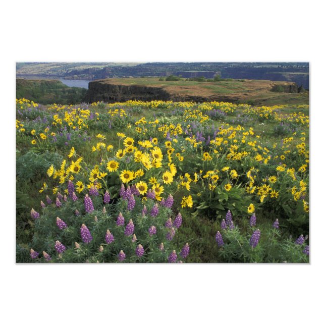 North America, USA, Oregon, Columbia River 2 Photo Print (Front)