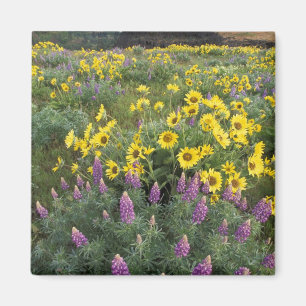 North America, USA, Oregon, Columbia River Magnet