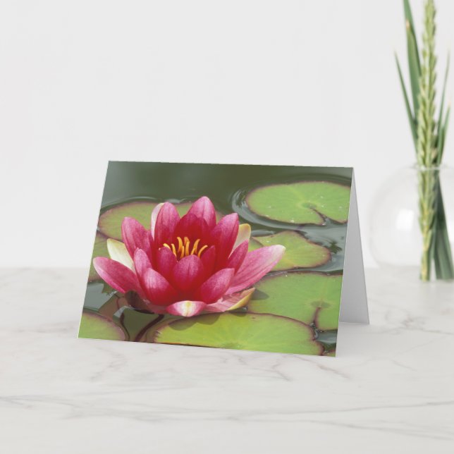 North America, USA, WA, Seattle, Woodland Park Card (Front)