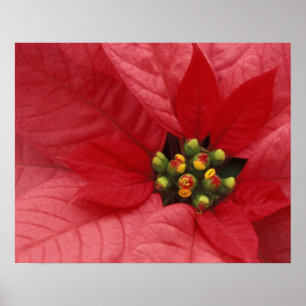 North America, USA, WA, Woodinville, Red 2 Poster