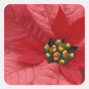 North America, USA, WA, Woodinville, Red 2 Square Sticker