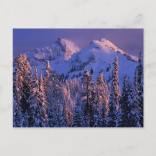 North America, USA, Washington, Mt. Rainier 4 Postcard