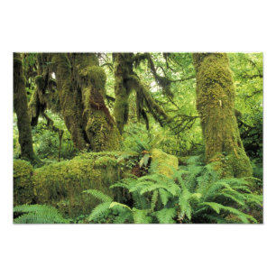 North America, USA, Washington, Olympic 2 Photo Print