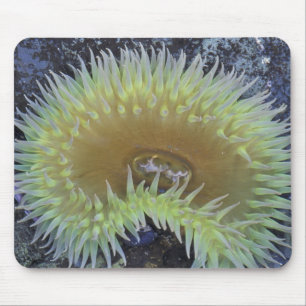 North America, USA, Washington, Olympic 4 Mouse Pad