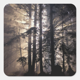 North America, USA, Washington, Olympic NF, Square Sticker