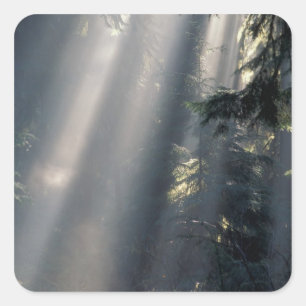 North America, USA, Washington, Olympic NP, Square Sticker