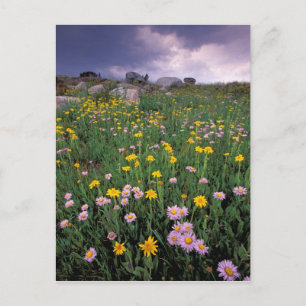 North America, USA, Wyoming, Yellowstone 2 Postcard