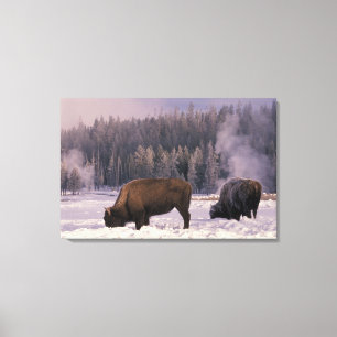 North America, USA, Wyoming, Yellowstone NP, Canvas Print