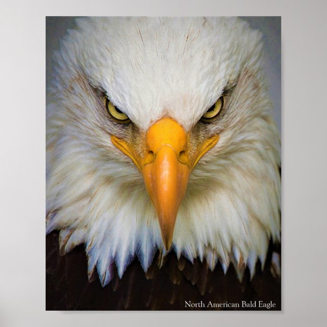 North American Bald Eagle Poster (Front)