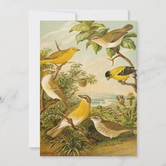 North American Birds | Anton Goering (Front)