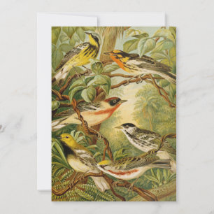 North American Birds   Anton Goering