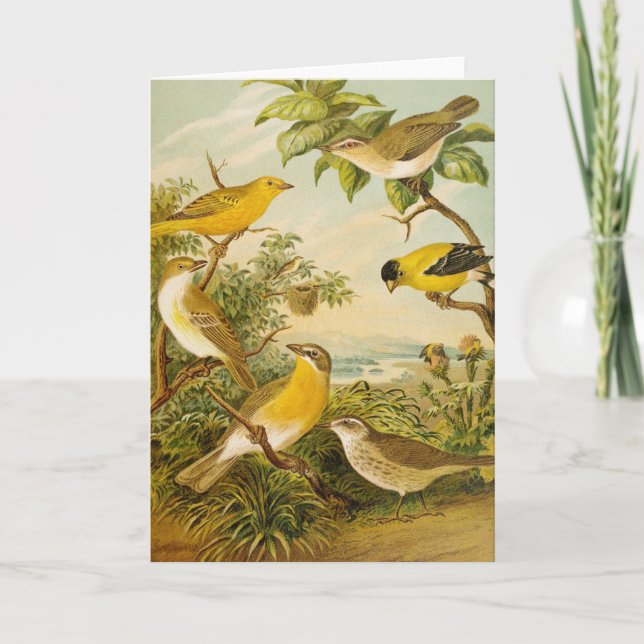 North American Birds | Anton Goering Card (Front)