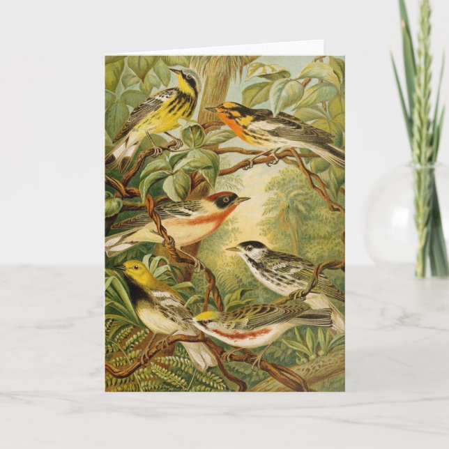 North American Birds | Anton Goering Card (Front)