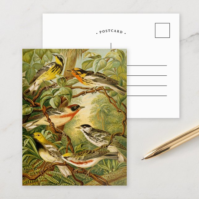 North American Birds | Anton Goering Postcard (Creator Uploaded)