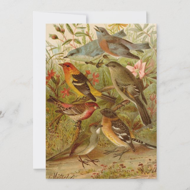 North American Birds | Gustav Mützel (Front)