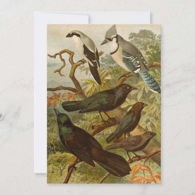 North American Birds | Gustav Mützel (Front)