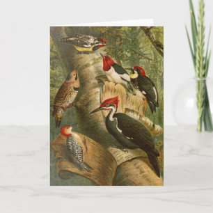 North American Birds Gustav Mützel Card