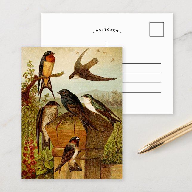 North American Birds | Gustav Mützel Postcard (Creator Uploaded)