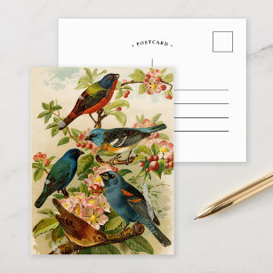 North American Birds   Gustav Mützel Postcard