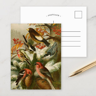 North American Birds Gustav Mützel Postcard