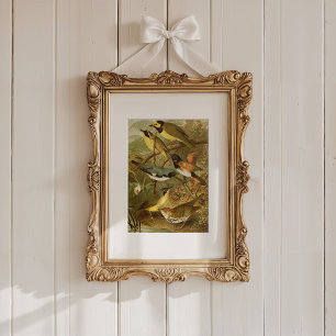 North American Birds   Gustav Mützel Poster