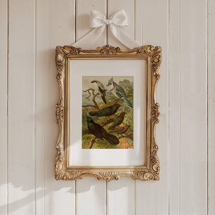 North American Birds   Gustav Mützel Poster