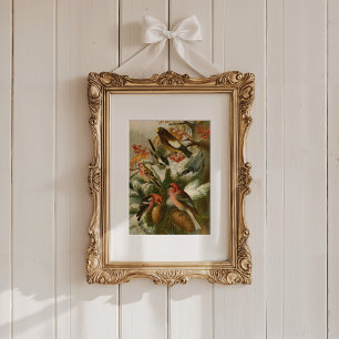 North American Birds   Gustav Mützel Poster