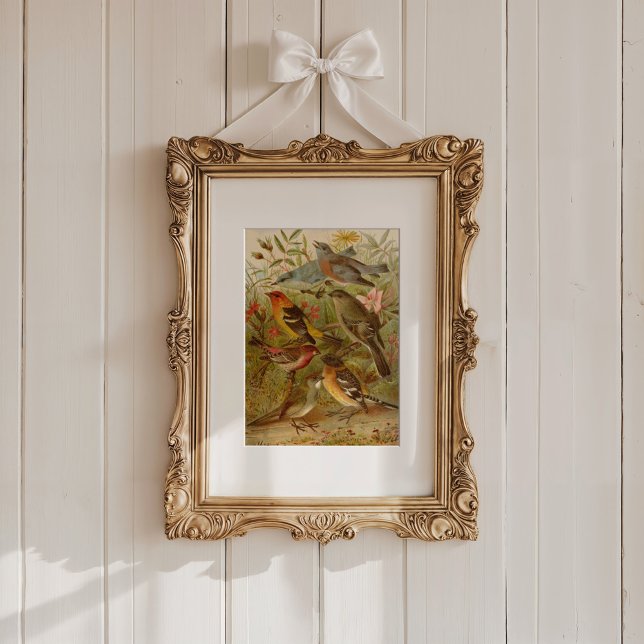 North American Birds | Gustav Mützel Poster (Creator Uploaded)