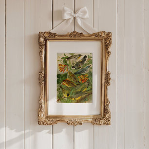 North American Birds   Gustav Mützel Poster