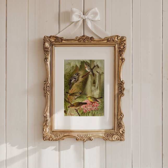 North American Birds | Gustav Mützel Poster (Creator Uploaded)