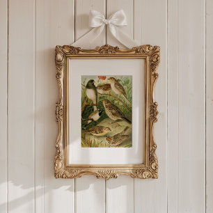 North American Birds   Gustav Mützel Poster