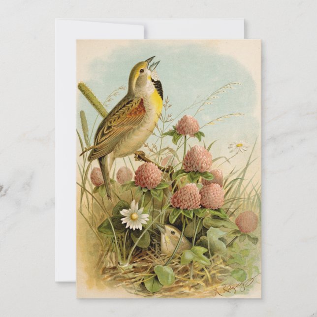 North American Birds | Robert Ridgway (Front)