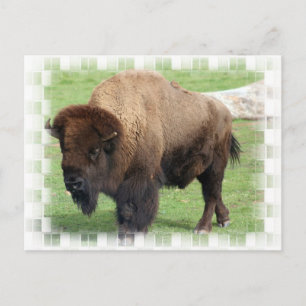 North American Bison Postcard