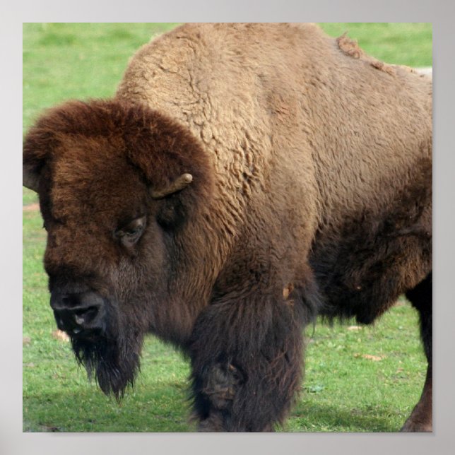 North American Bison Print (Front)