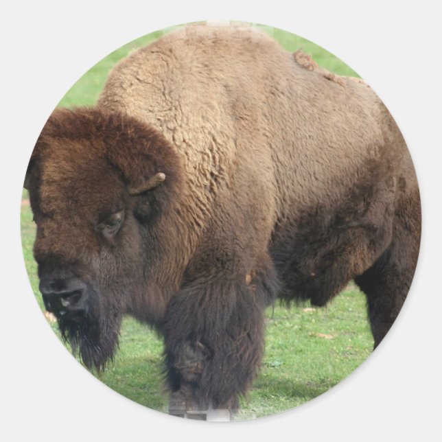 North American Bison Stickers (Front)