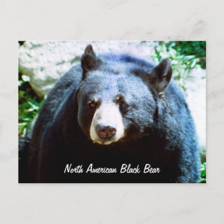 North American Black Bear Postcard