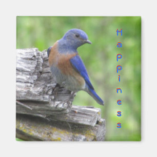 North American Bluebird of Happiness Magnet