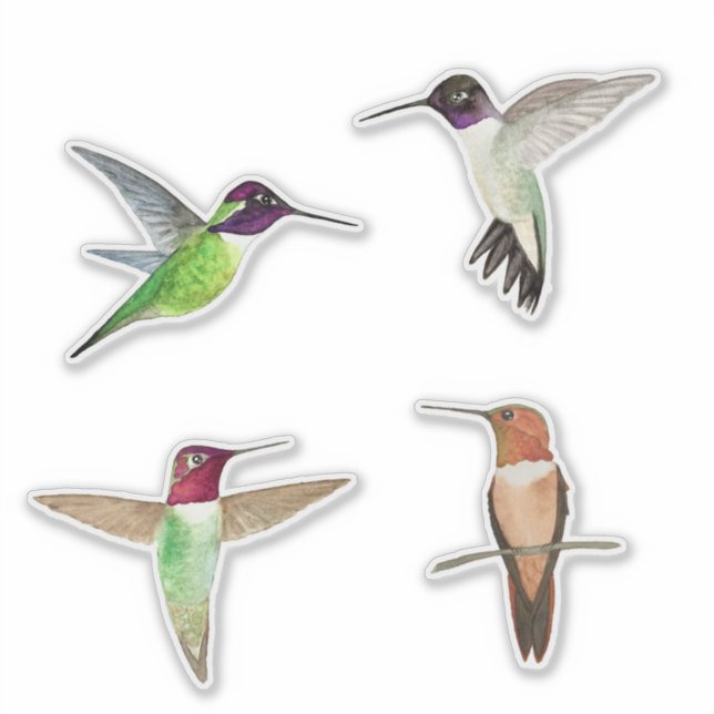 North American Hummingbirds (Front)