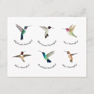 North American Hummingbirds Postcard
