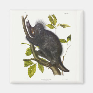 North American or Canada Porcupine by Audubon Magnet