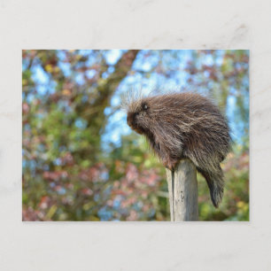 North American porcupine Postcard